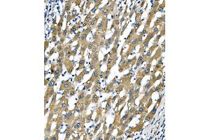IHC analysis of Sigma1-Receptor/SIGMAR1 using anti-Sigma1-Receptor/SIGMAR1 antibody (ABIN7599011). (SIGMAR1 anticorps  (AA 1-154))