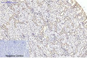 Immunohistochemical analysis of paraffin-embedded rat kidney tissue. (TUBB2A anticorps)