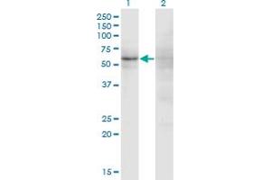 Western Blot analysis of ZNF180 expression in transfected 293T cell line by ZNF180 monoclonal antibody (M01), clone 4F3.