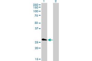 Western Blot analysis of FHL5 expression in transfected 293T cell line by FHL5 MaxPab polyclonal antibody.