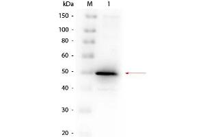 Western Blot of Rabbit anti-Alkaline Phosphatase (E. (Alkaline Phosphatase anticorps)