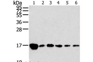 Western Blot analysis of Raji, K562, A549, hepg2, PC3 and hela cell using RPLP2 Polyclonal Antibody at dilution of 1:800 (RPLP2 anticorps)