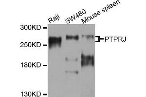 Western blot analysis of extracts of various cells, using PTPRJ antibody. (PTPRJ anticorps)