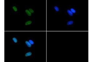 Immunofluorescence of Rabbit Anti-Histone H3 [Asym-dimethyl Arg17] Antibody.
