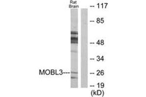 Western blot analysis of extracts from rat brain cells, using MOBL3 Antibody.