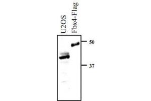 Whole cell extracts prepared from U-2 OS cells, or insect Sf9 cells expressing Flag-FBX4, were resolved by SDS-PAGE and transferred to nitrocellulose. (FBXO4 anticorps  (N-Term))