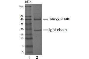 SDS-PAGE analysis of purified LT-3D1 monoclonal antibody. (ACPP anticorps)