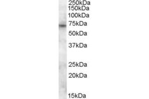 ABIN302166 (0. (CX3CL1 anticorps  (Internal Region))