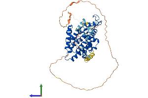 AlphaFold protein structure predicition of Mouse Recombinant Rxrg Protein, UniprotID P28705