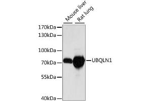 Western blot analysis of extracts of various cell lines, using UBQLN1 antibody (ABIN6291041) at 1:1000 dilution. (Ubiquilin 1 anticorps)