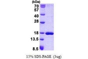 Image no. 1 for Single-Stranded DNA Binding Protein 1 (SSBP1) protein (His tag) (ABIN1098578)