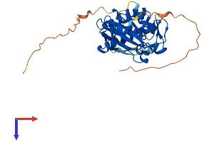 AlphaFold protein structure predicition of Mouse Recombinant Pim3 Protein, UniprotID P58750