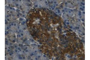 IHC-P analysis of Human Pancreas Tissue, with DAB staining. (REG3g anticorps  (AA 39-175))