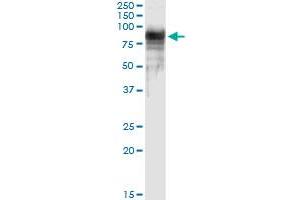 Immunoprecipitation of PTGS2 transfected lysate using anti-PTGS2 MaxPab rabbit polyclonal antibody and Protein A Magnetic Bead , and immunoblotted with PTGS2 purified MaxPab mouse polyclonal antibody (B01P) .