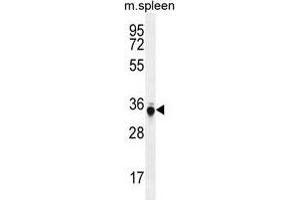 TP53INP1 Antibody (C-term) western blot analysis in mouse spleen tissue lysates (35 µg/lane). (TP53INP1 anticorps  (C-Term))
