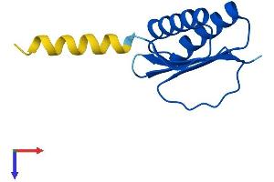 AlphaFold protein structure predicition of Human Recombinant DNAL4 Protein, UniprotID O96015
