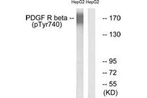 Western blot analysis of extracts from HepG2 cells treated with EGF 200ng/ml 30', using PDGFR beta (Phospho-Tyr740) Antibody. (PDGFRB anticorps  (pTyr740))