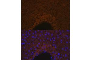 Immunofluorescence analysis of mouse liver using ApoM Rabbit mAb (ABIN7265646) at dilution of 1:100 (40x lens).