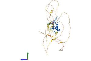 AlphaFold protein structure predicition of Mouse Recombinant Foxa2 Protein, UniprotID P35583