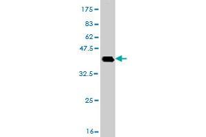 Western Blot detection against Immunogen (36.