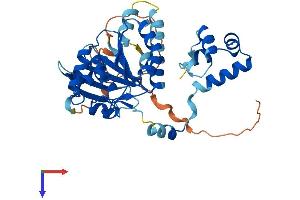 AlphaFold protein structure predicition of Human Recombinant RAD51B Protein, UniprotID O15315