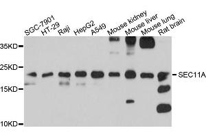 Western blot analysis of extracts of various cells, using SEC11A antibody. (SEC11A anticorps)