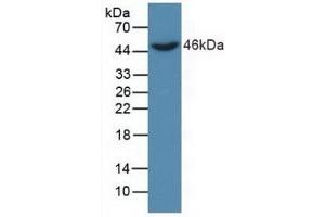 Detection of Recombinant DKK3, Human using Polyclonal Antibody to Dickkopf Related Protein 3 (DKK3) (DKK3 anticorps  (AA 22-350))