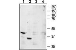 Western blot analysis of rat brain (lanes 1, 3) and rat kidney (lanes 2, 4) lysates: - 1,2. (ADORA1 anticorps  (3rd Intracellular Loop))