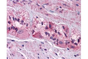 Anti-CHRNA3 antibody IHC of human colon-myenteric plexus.