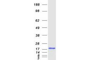 Validation with Western Blot