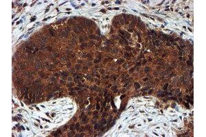 Image no. 8 for anti-Proteasome Subunit alpha 6 (PSMA6) antibody (ABIN1500463)