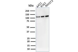 Western Blot Analysis of human A431, K562, NIH3T3 cell lysate using VCL Mouse Monoclonal Antibody (VCL/2575).