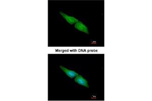 Immunofluorescence analysis of Paraformaldehyde-fixed HeLa using AP22398PU-N MAPK4 antibody at 1/200 dilution.