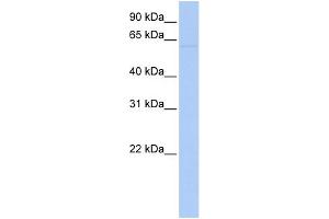 WB Suggested Anti-LRRC56 Antibody Titration: 0. (LRRC56 anticorps  (N-Term))
