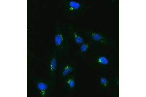IF analysis of TJAP1 using anti-TJAP1 antibody (ABIN7600200).