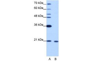 WB Suggested Anti-RBM8A  Antibody Titration: 1. (RBM8A anticorps  (N-Term))