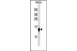 Western blot analysis in WiDr cell line lysates (35 ug/lane) using RPL35 Antibody (C-term) Cat. (RPL35 anticorps  (C-Term))