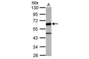 Image no. 1 for anti-Ubiquitin Associated and SH3 Domain Containing, A (UBASH3A) (AA 265-439) antibody (ABIN1501610) (UBASH3A anticorps  (AA 265-439))