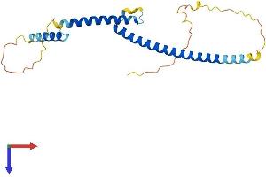 AlphaFold protein structure predicition of Human Recombinant MXD3 Protein, UniprotID Q9BW11