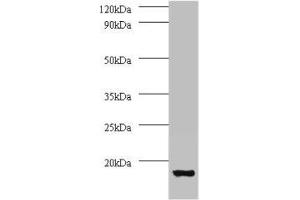 Western blot All lanes: V-type proton ATPase subunit G 1 antibody at 2 μg/mL + 293T whole cell lysate Secondary Goat polyclonal to rabbit IgG at 1/15000 dilution Predicted band size: 14 kDa Observed band size: 14 kDa (ATP6V1G1 anticorps  (AA 2-118))