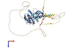 AlphaFold protein structure predicition of Human Recombinant WEE1 Protein, UniprotID P30291