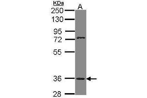 WB Image Sample (30 ug of whole cell lysate) A: H1299 10% SDS PAGE antibody diluted at 1:1000 (TAAR5 anticorps  (C-Term))