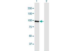 Western Blot analysis of CTNNA2 expression in transfected 293T cell line by CTNNA2 MaxPab polyclonal antibody. (CTNNA2 anticorps  (AA 1-905))