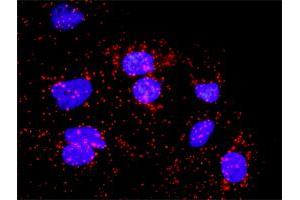 Proximity Ligation Analysis of protein-protein interactions between CDC20 and BUB1B.