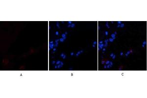Immunofluorescence analysis of human lung tissue. (Cadherin 5 anticorps  (Internal Region))