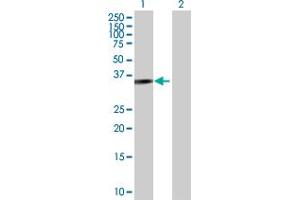 Western Blot analysis of PARVG expression in transfected 293T cell line by PARVG MaxPab polyclonal antibody. (PARVG anticorps  (AA 1-331))