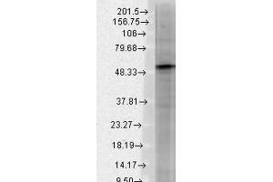 Western Blot analysis of Rat brain membrane lysate showing detection of GABA A Receptor protein using Mouse Anti-GABA A Receptor Monoclonal Antibody, Clone S87-25 . (GABRA1 anticorps  (AA 370-433) (PE))