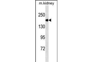 ACE Antibody (Ascites) ABIN1539969 western blot analysis in mouse kidney tissue lysates (35 μg/lane).