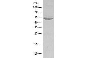 Western Blotting (WB) image for Target of Myb1-Like 2 (TOM1L2) (AA 1-507) protein (His tag) (ABIN7125318)
