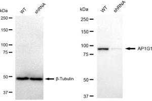 Western blotting analysis using AP1G1 antibody (ABIN7797508).